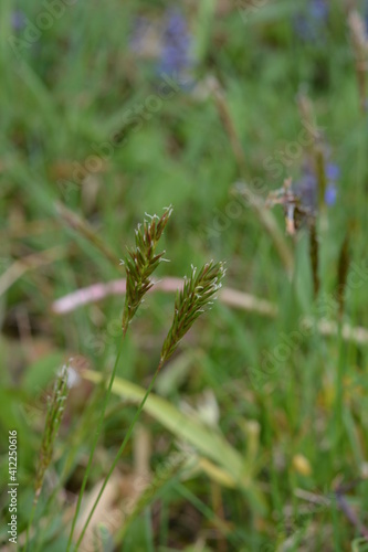 sweet grass or holy grass, Hierochloe odorata, mannagrass, Anthoxanthum odoratum, Muhlenbergia filipes photo