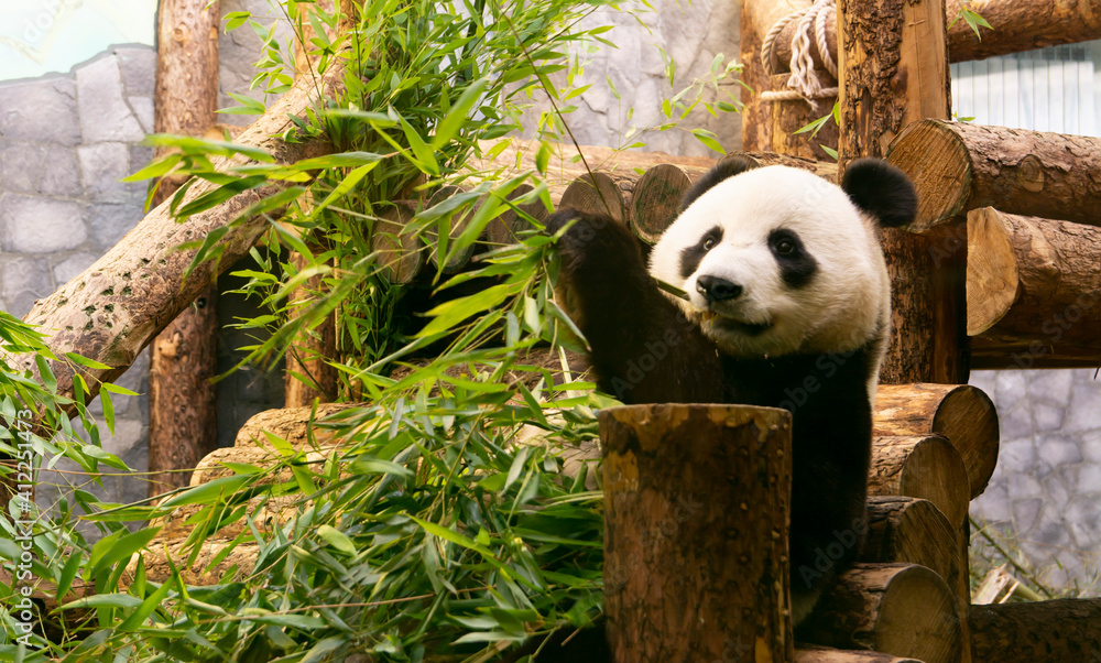 Fototapeta premium Panda Eats Bamboo in the Aviary of the Moscow Zoo Photo Through Glass