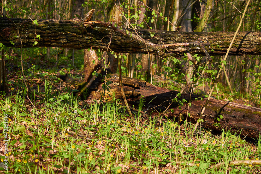 Bright spring forest, young grass and fallen trees
