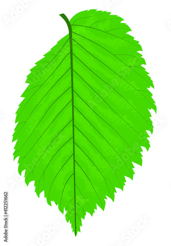 green elm leaf with contour veins