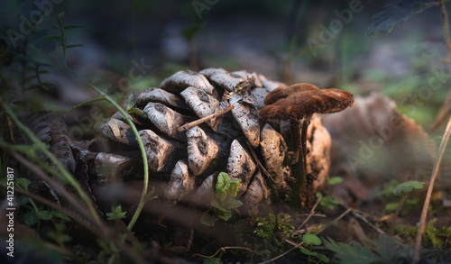 Little brown mushroom next to pine cone in the forest