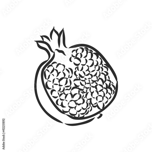 fruit pomegranate set hand drawn vector illustration realistic sketch. garnet vector sketch illustration