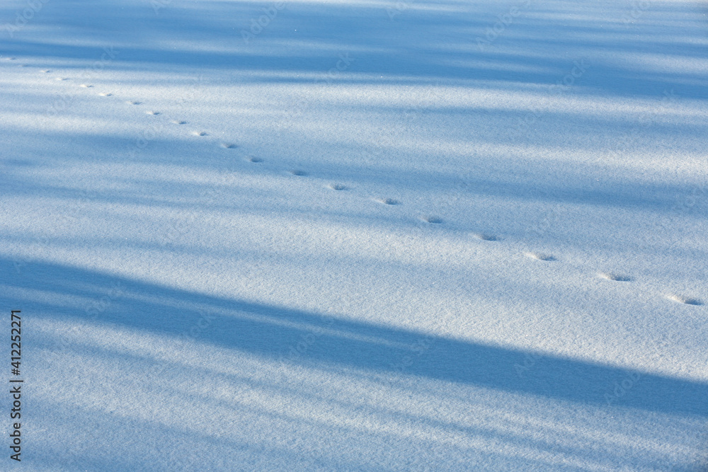 Shadows and paw prints in fresh white snow Shadows and paw prints in fresh white snow