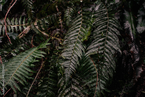 fern in the forest