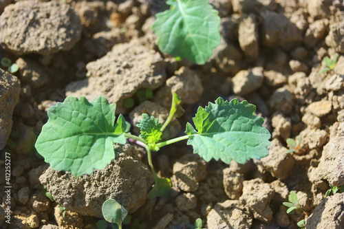 Photos Young green rape plant in the field