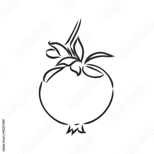 fruit pomegranate set hand drawn vector illustration realistic sketch. garnet vector sketch illustration