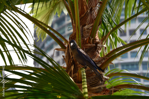 Photography Ein Rabenvogel auf einer Palme in Kuala Lumpur, Malaysia