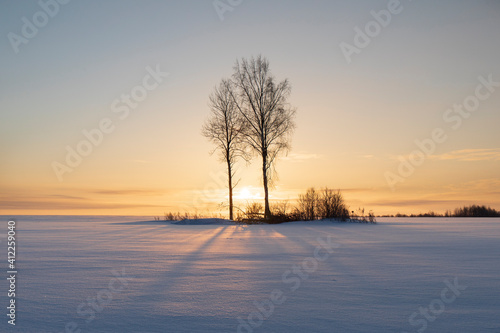 beautiful snow-covered fields with trees in the background © Alex