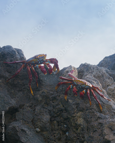 two crabs in the rocks 