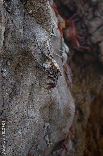 little crab in the rocks