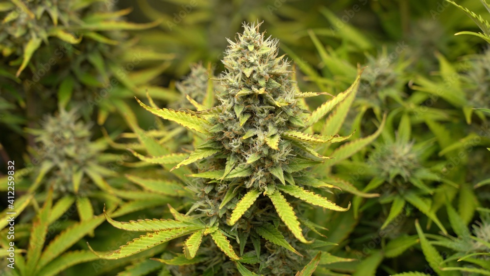 Cannabis plants marijuana cultivating in grow tent. thermo hygrometer measurement. Growing weed indoor for hashish production drugs Cannabis plants marijuana cultivating in grow tent. thermo hygrometer measurement. Growing weed indoor for hashish production drugs