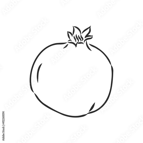 fruit pomegranate set hand drawn vector illustration realistic sketch. garnet vector sketch illustration