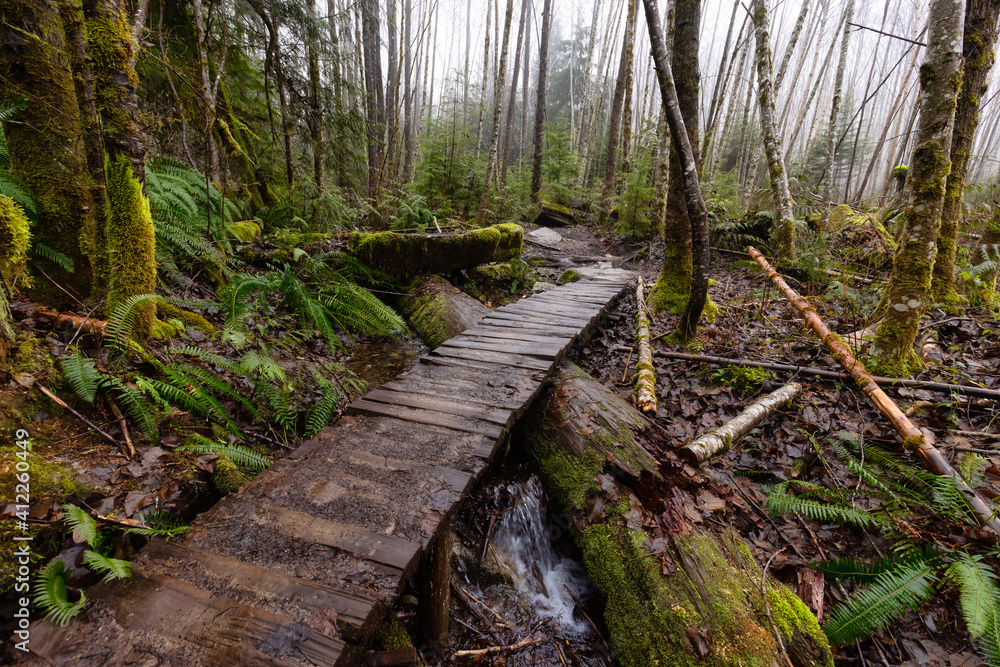 Mystical View of the Trail in Rain Forest during a foggy and rainy Winter Season. Woods in Squamish, North of Vancouver, British Columbia, Canada. Mystical View of the Trail in Rain Forest during a foggy and rainy Winter Season. Woods in Squamish, North of Vancouver, British Columbia, Canada.