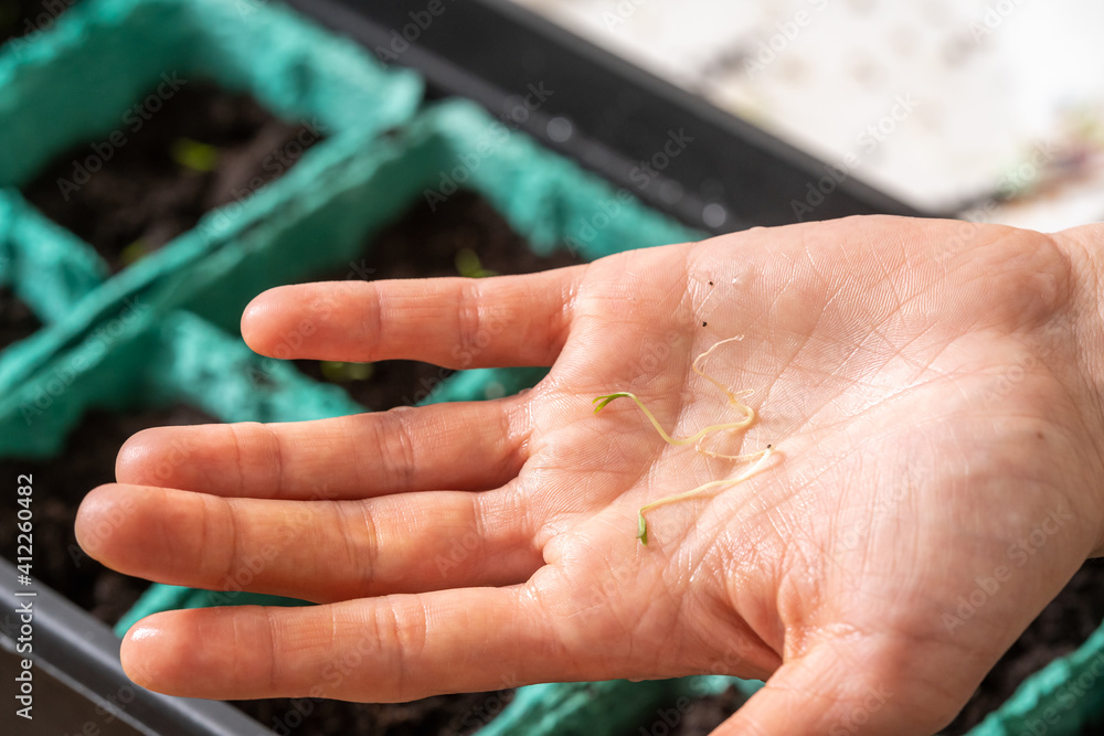 Spring sowing of seeds and planting of seedlings of agricultural plants. Women's hands sow sprouted seeds with green sprouts in containers with moist, fertile soil. Spring planting Spring sowing of seeds and planting of seedlings of agricultural plants. Women's hands sow sprouted seeds with green sprouts in containers with moist, fertile soil. Spring planting