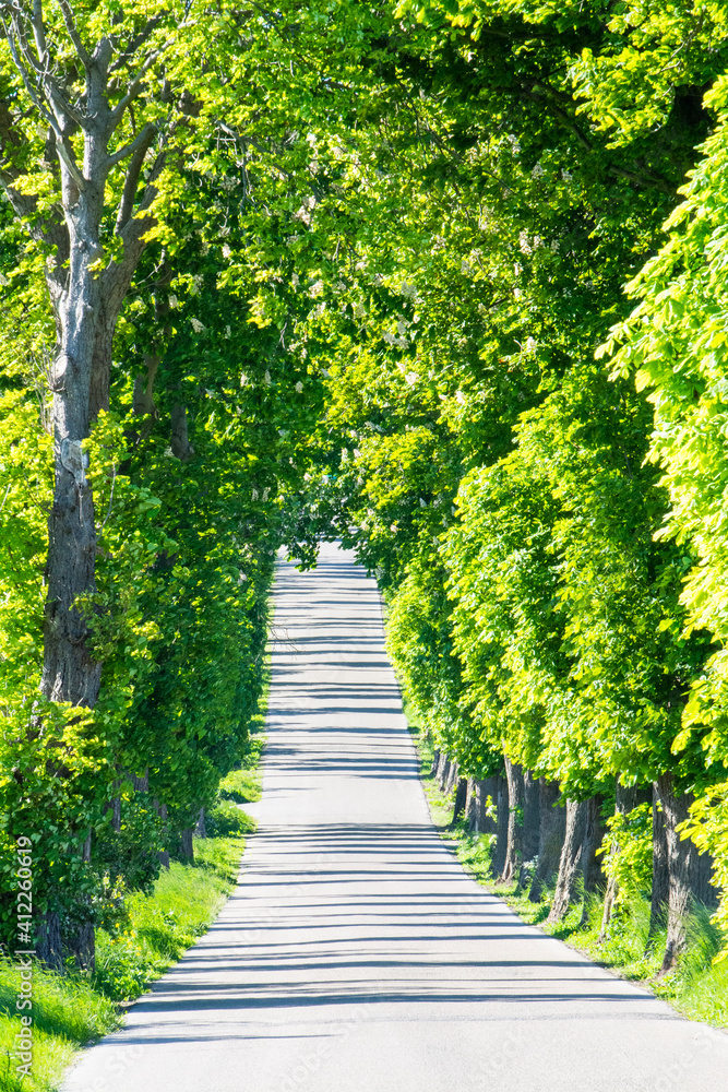 Avenue of trees, An alley of old green trees, a country road uphill Avenue of trees, An alley of old green trees, a country road uphill