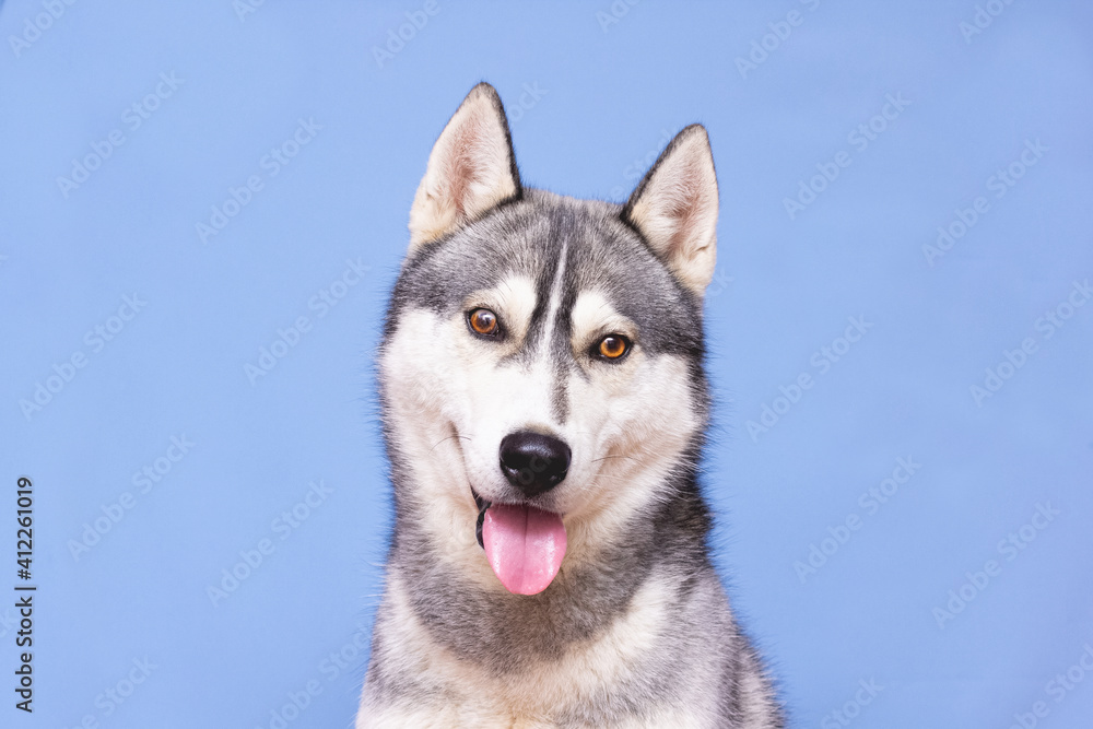 Husky Dog Isolated on Colored Background