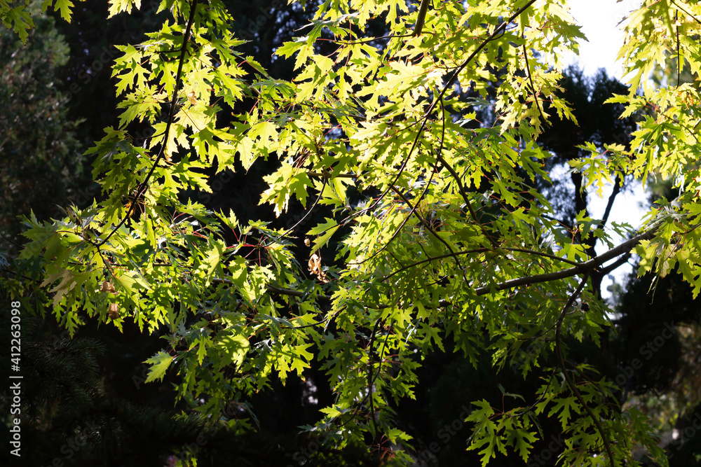 Fototapeta premium Green fresh maple leaves background