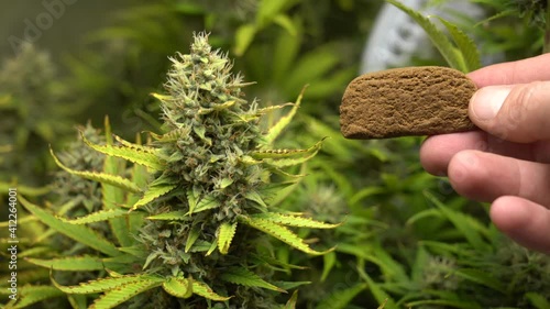 Europe, Italy , Milan - Weed marijuana plants cbd and  hashish thc drug - more and more young millennials use joint drugs during the Covid-19 Coronavirus epidemic - rolling  a joint to smoke 