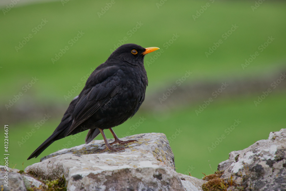 Obraz premium Blackbird on dry stone wall