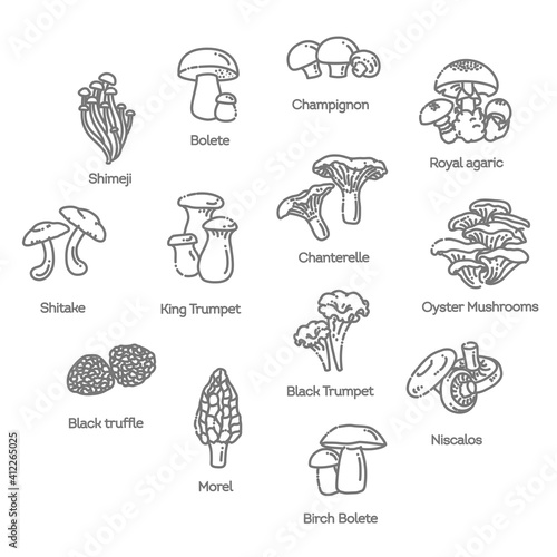 Mushroom set of vector illustrations in flat design