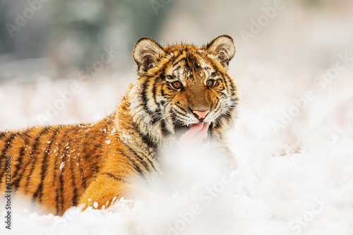 male Siberian tiger (Panthera tigris tigris) is dangerously close © michal