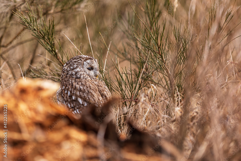 female obecný tawny owl (Strix aluco) its color blends with the surroundings female obecný tawny owl (Strix aluco) its color blends with the surroundings