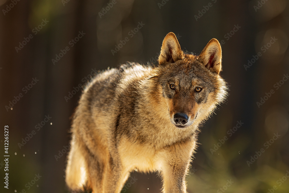 male gray wolf (Canis lupus) is surprised in the wilderness