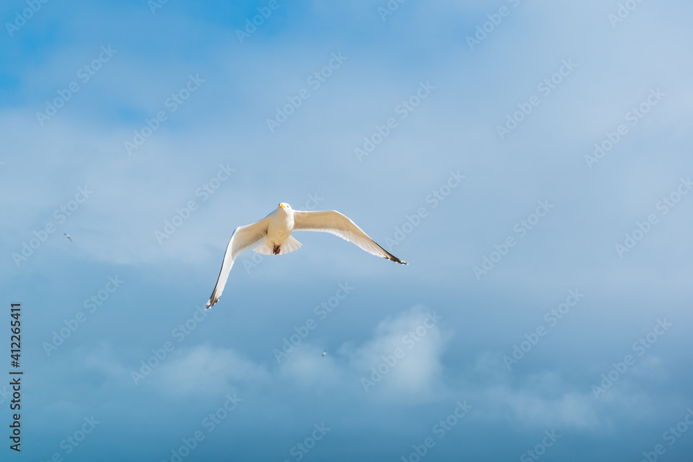 Fototapeta premium seagull in the sky