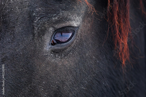 male Friesian horse eye detail