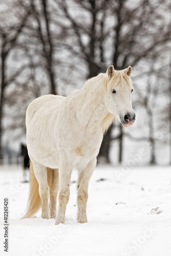 male white horse in winter landscape