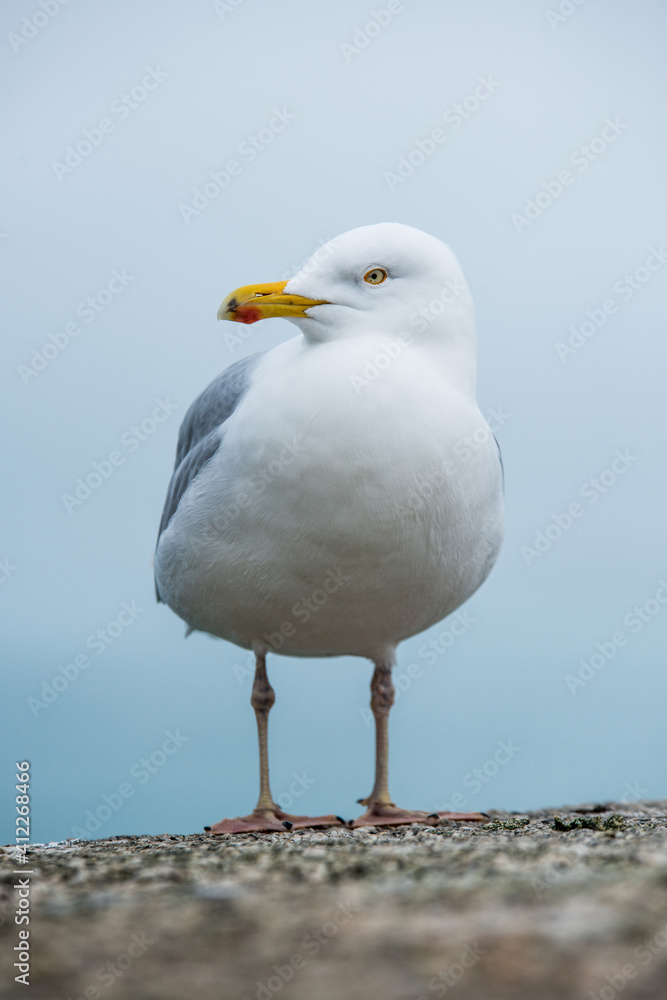 seagull on rock seagull on rock