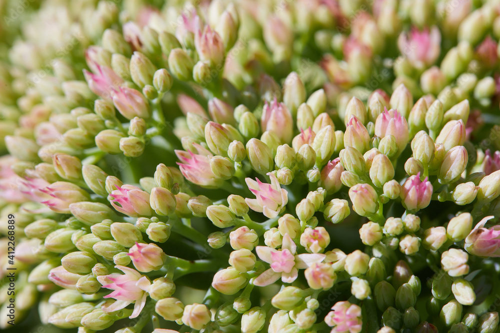 Showy stonecrop, or ice plant (Hylotelephium spectabile) is ready to bloom, close up buds. This plant belongs to the stonecrop family, Crassulaceae. Showy stonecrop, or ice plant (Hylotelephium spectabile) is ready to bloom, close up buds. This plant belongs to the stonecrop family, Crassulaceae.