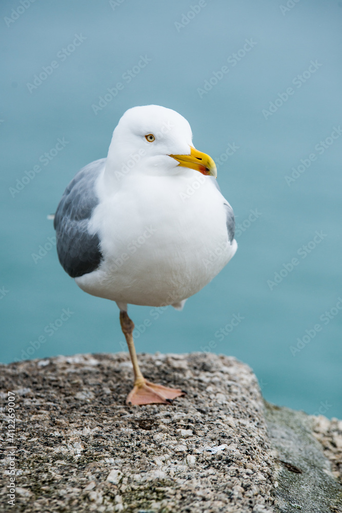 Naklejka premium seagull on rock