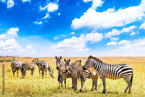 Herd of zebras on the african savannah in Serengeti National Park against blue sky with clouds. Wild nature landscape. Tanzania  Africa. Safari concept