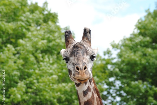 Photography portrait of a giraffe