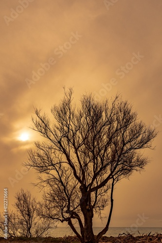 Bare tree with sea in the background and sky with haze