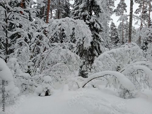 The forest is covered with snow