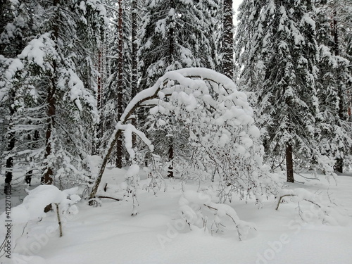 The forest is covered with snow