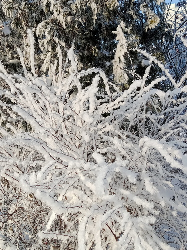The bushes are covered with snow