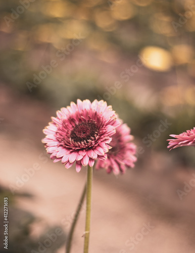 pink flower © Matheus