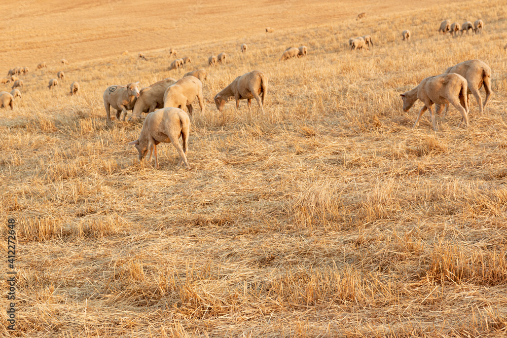Fototapeta premium Sheep grazing in the fields of Andalusia