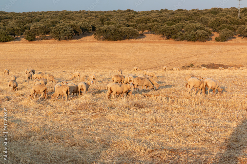 Sheep grazing in the fields of Andalusia Sheep grazing in the fields of Andalusia