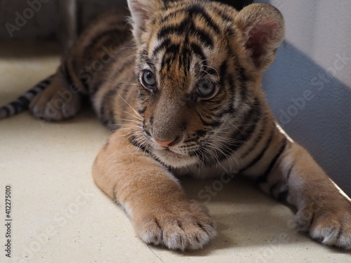 Fototapeta Naklejka Na Ścianę i Meble -  Baby tiger