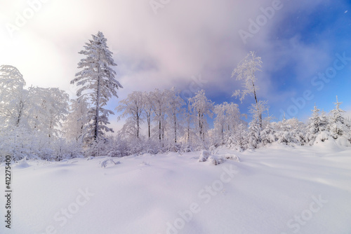 Sunny snowy landscape