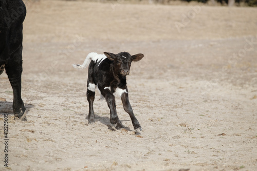 Black and white calf running through dry winter field of dirt on cow farm.