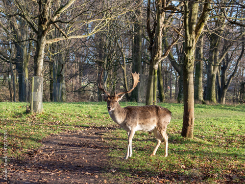 Deer at Phoenix Park. Dublin. Ireland