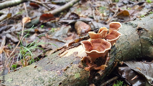 Most polypores are edible or at least non-toxic. Bracket fungi  or shelf fungi produce shelf- or bracket-shaped or occasionally circular fruiting bodies called conks. They are mainly found on trees