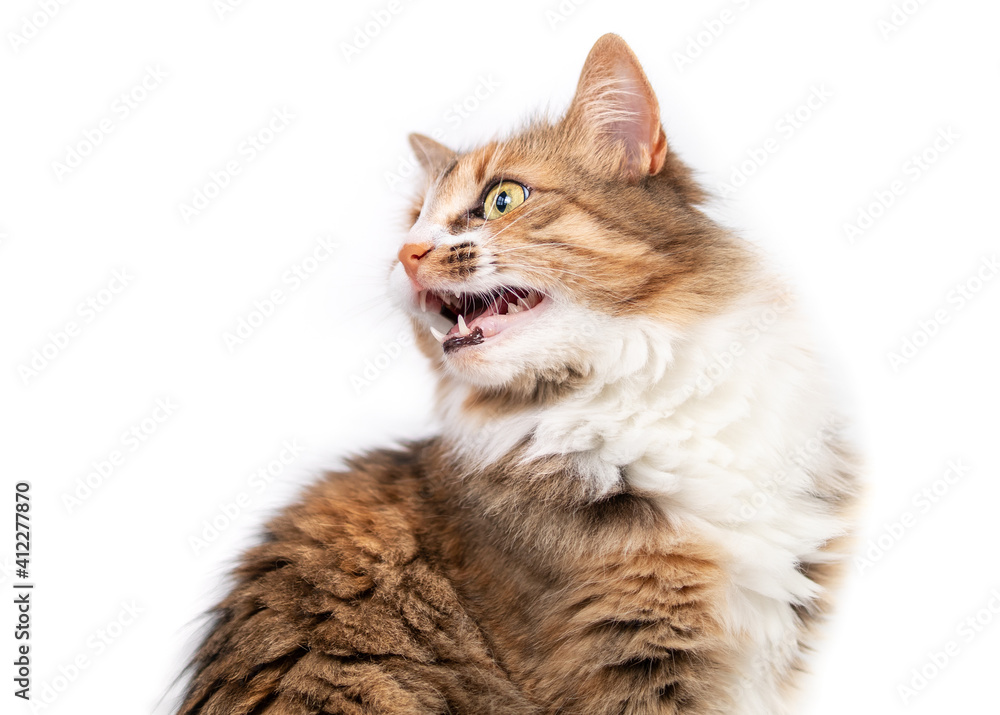 Cat chirping or chattering at something. Cute fluffy female kitty