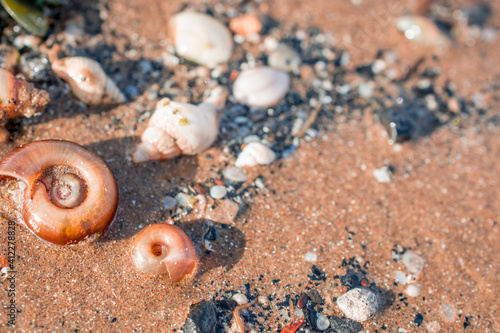 shell on sundy beach in UK photo