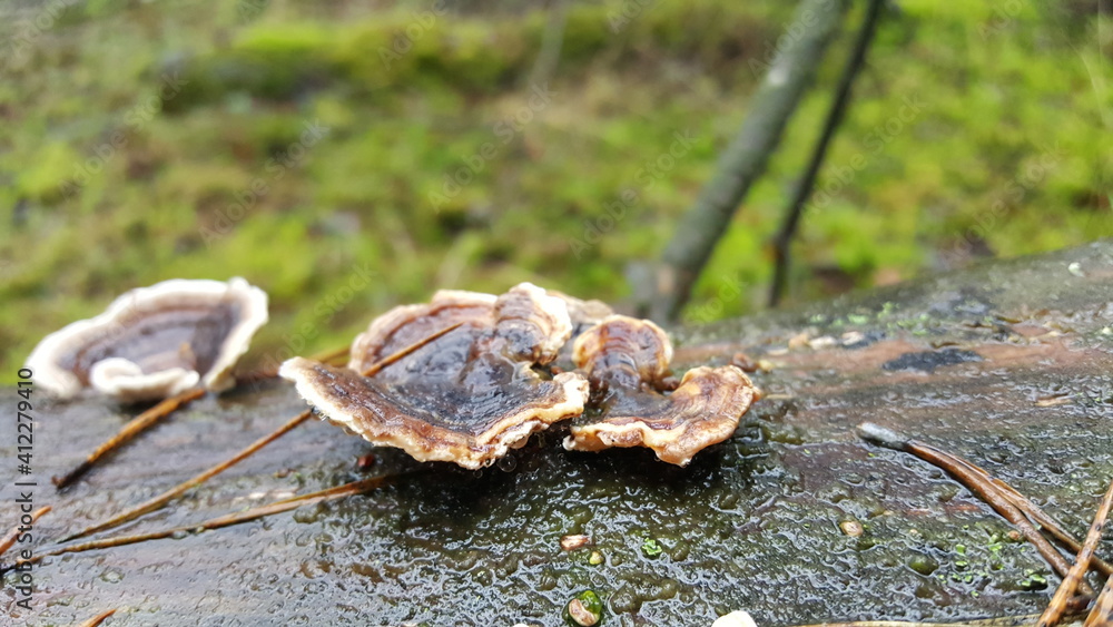 Most polypores are edible or at least non-toxic. Bracket fungi, or shelf fungi produce shelf- or bracket-shaped or occasionally circular fruiting bodies called conks. They are mainly found on trees Most polypores are edible or at least non-toxic. Bracket fungi, or shelf fungi produce shelf- or bracket-shaped or occasionally circular fruiting bodies called conks. They are mainly found on trees